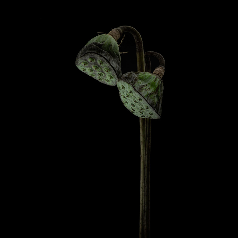 “Lotus Lamps” fue también finalista. Se trata de dos semillas de loto a punto de empezar a germinar.Foto: Lotte Grønkjær